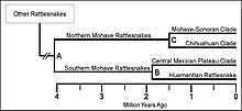 Phylogenetic tree of Crotalus scutulatus. Divergence of Northern Clade from the Southern Clade (A), the Huamantlan rattlesnake from the Central Mexican Plateau Clade (B), and the Mojave-Sonoran Clade from the Chihuahuan Clade (C). C scutulatus phylogenetic tree.jpg