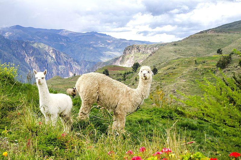 File:Cañón del Colca - Detalle.jpg