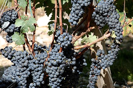 Cabernet Sauvignon grapes in Médoc