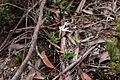 Caladenia lyallii