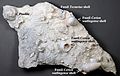 Calcrete paleosol (top of Cockburn Town Member, Grotto Beach Formation, Upper Pleistocene; inland roadcut, southeastern San Salvador Island, eastern Bahamas) 3 (15229618632).jpg