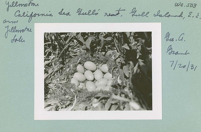 File:California Sea Gulls' nest. Locality- Yellowstone Lake, Yellowstone National Park. Negative - 503 (32f68db05f344d8dafdd5b0e9299b030).jpg