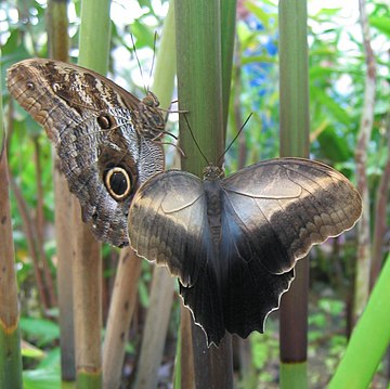 Caligo eurilochus