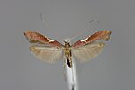 Thumbnail for Caloptilia stigmatella