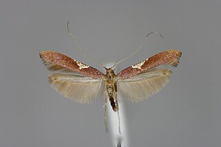 <i>Caloptilia stigmatella</i> Species of moth