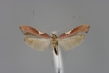 Caloptilia stigmatella