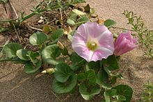 Tribus Convolvuleae: Strandwinde (Calystegia soldanella)