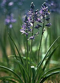 Indian camas, Camassia quamash Camassia-quamash.jpg