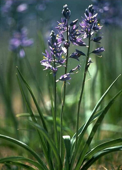 Indian camas, Camassia quamash