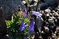 Mt.Gongendake, Mts.Yastugatake, Japan