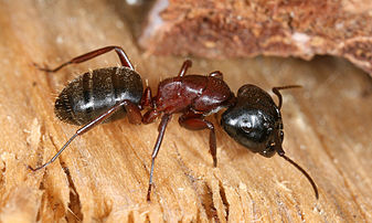 Fourmi charpentière (Camponotus ligniperda) (définition réelle 2 000 × 1 200)