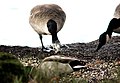 Canada goose, Branta canadensis, Kanadagås (50755265737).jpg