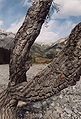 Dead tree in Canada