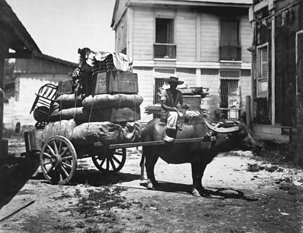 A carabao cart in the Philippines in 1899