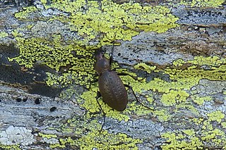 <i>Carabus concolor</i> Species of beetle