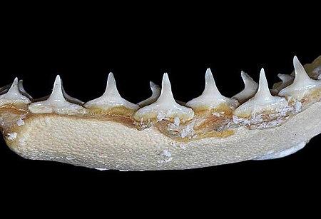 Carcharhinus brevipinna lower teeth.jpg