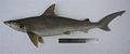 Whitecheek shark (Carcharhinus dussumieri)