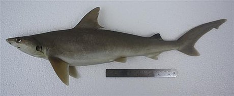 Carcharhinus dussumieri