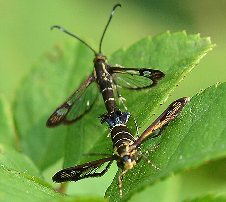 Carmenta ithacae