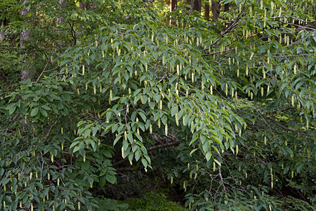 Carpinus cordata