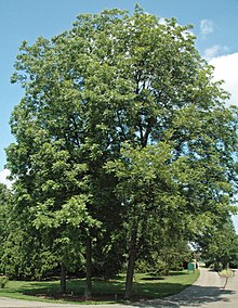 Carya illinoinensis (pecan tree) 1 (24790682337).jpg