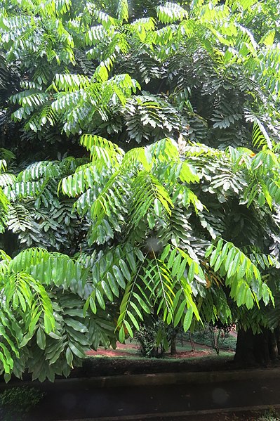 File:Castanospermum australe - Moreton Bay Chestnut - at Ooty 2014 (3).jpg