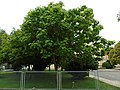 Catalpa bignonioides Catalpa común