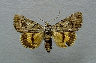 <i>Catocala eutychea</i> Species of moth