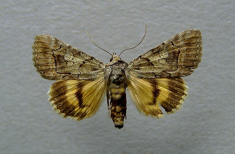 File:Catocala eutychea.jpg