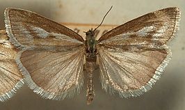 Catoptria combinella