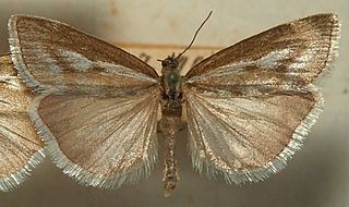 <i>Catoptria combinella</i> Species of moth