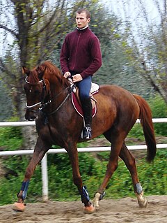 Anglo-arabe-sarde Horse.JPG