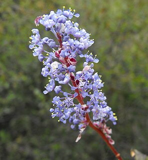 <i>Ceanothus tomentosus</i> species of plant