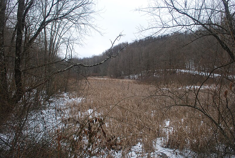 File:Center Branch Wildlife Management Area - Wetlands in Winter.jpg