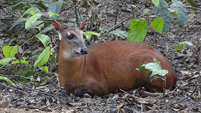 Red-flanked duiker - Wikipedia