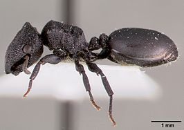 Cephalotes rohweri