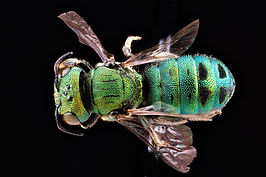 Ceratina smaragdula