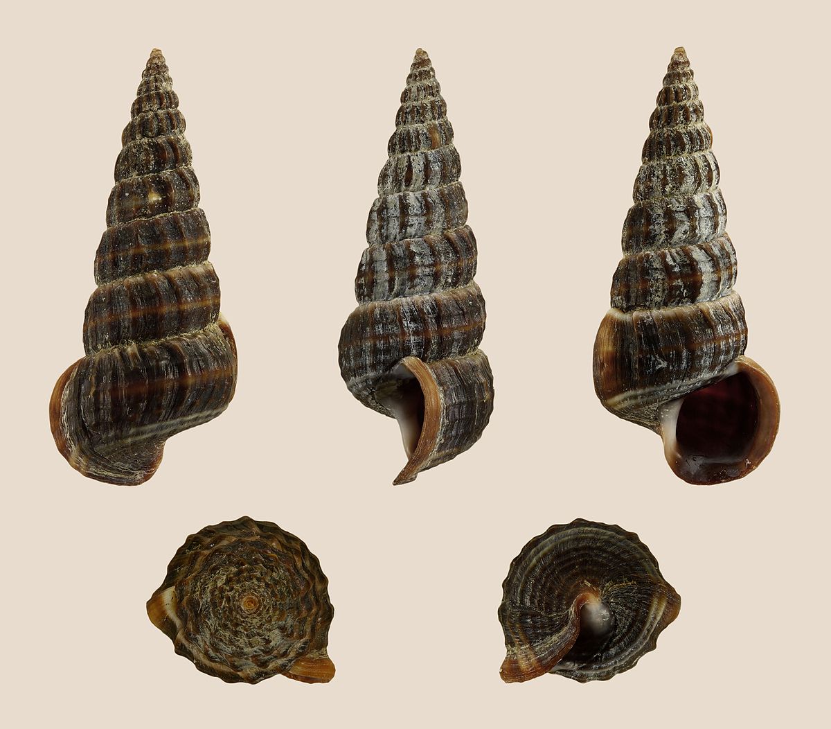 Cone snail - Wikipedia