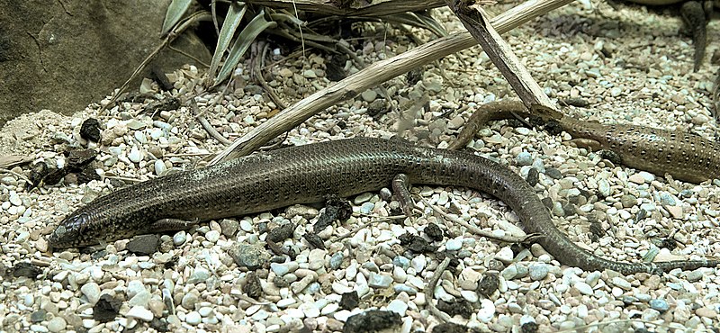 File:Chalcides ocellatus MNHN.jpg