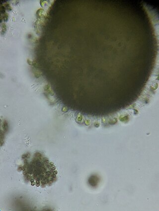 <span class="mw-page-title-main">Characiopsidaceae</span> Family of algae