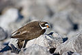 Breeding plumage, Cape Krusenstern NM, Alaska