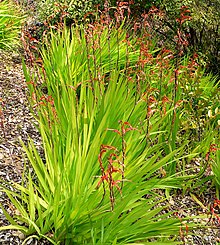 Chasmanthe floribunda 1.jpg