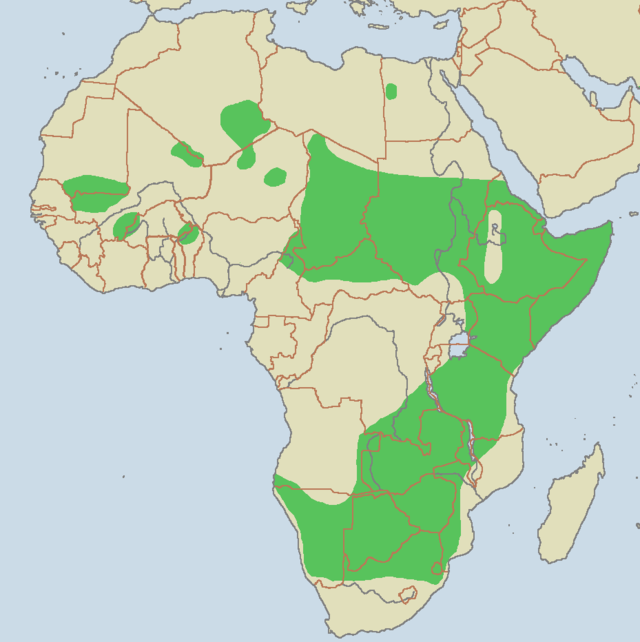 Distribución actual do guepardo en África (Datos do Zoo de San Diego (San Diego)