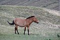 * Nomination Przewalski's horse in Hustain Nuruu National Park. (by Aloxe) --Editor abcdef 04:20, 9 June 2015 (UTC) * Decline Sorry to small, less when 2 MP. Nice images otherwise.--ArildV 11:53, 8 June 2015 (UTC)