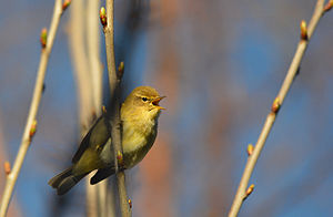 Phylloscopus Collybita