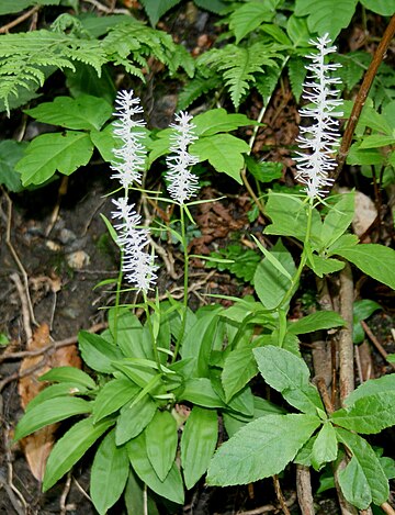 Chionographis