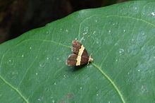 Choreutis basalis.jpg