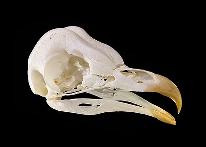 Skull of Tyto alba (New version)