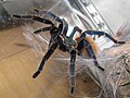 Chrompatopelma cyaneopubescens - juvenile female