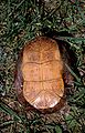 Painted Turtle (Chrysemys picta) - plastron (belly). Virginia, USA